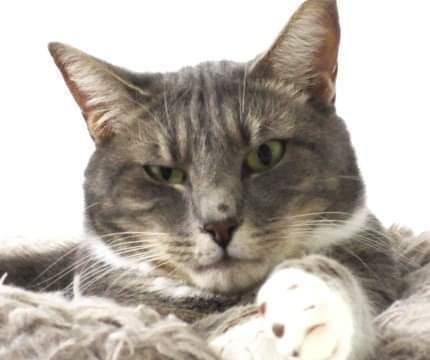 Enlarge 5127 Winkum, a Adoptable Domestic Short Hair in Hartwell, GA image 4/5