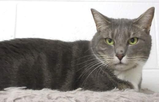 Enlarge 5127 Winkum, a Adoptable Domestic Short Hair in Hartwell, GA image 5/5