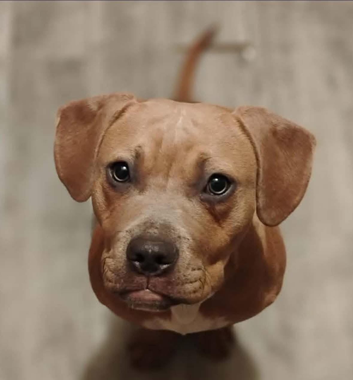 Vesla — thumbnail 2