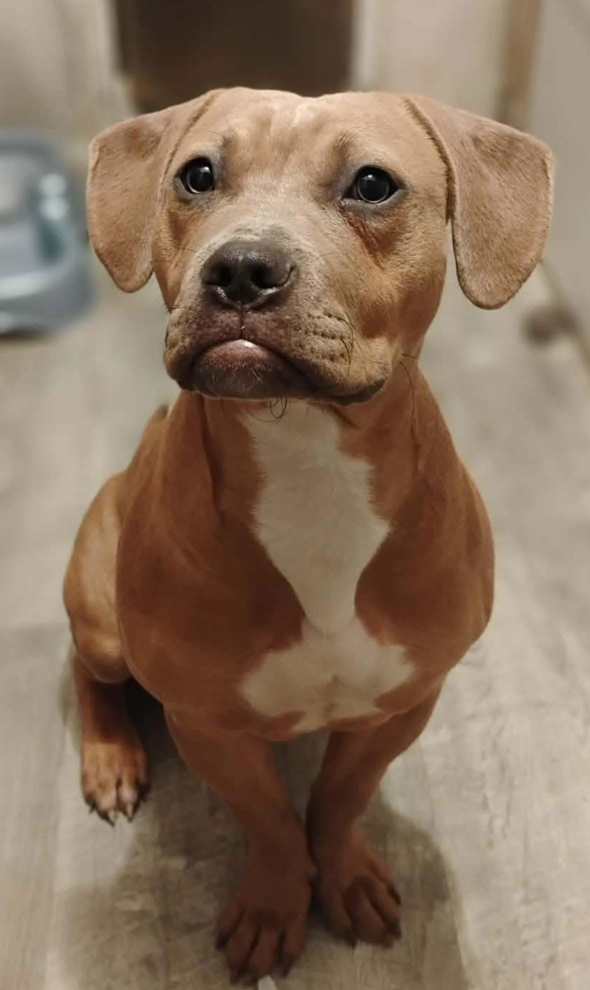 Vesla — thumbnail 4