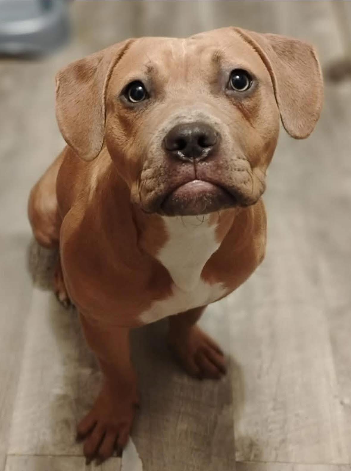 Vesla — thumbnail 5