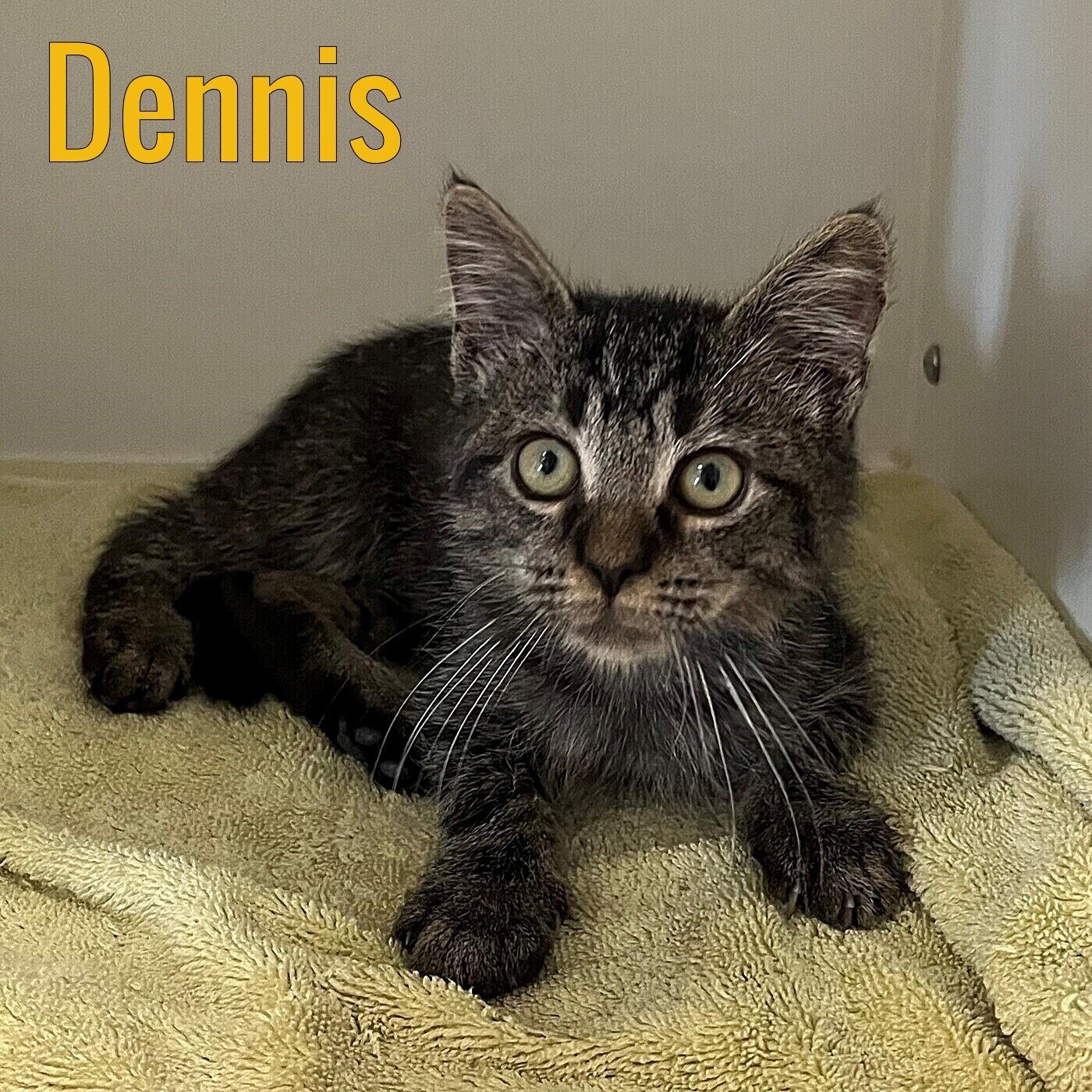 Dennis, Young Male unknown