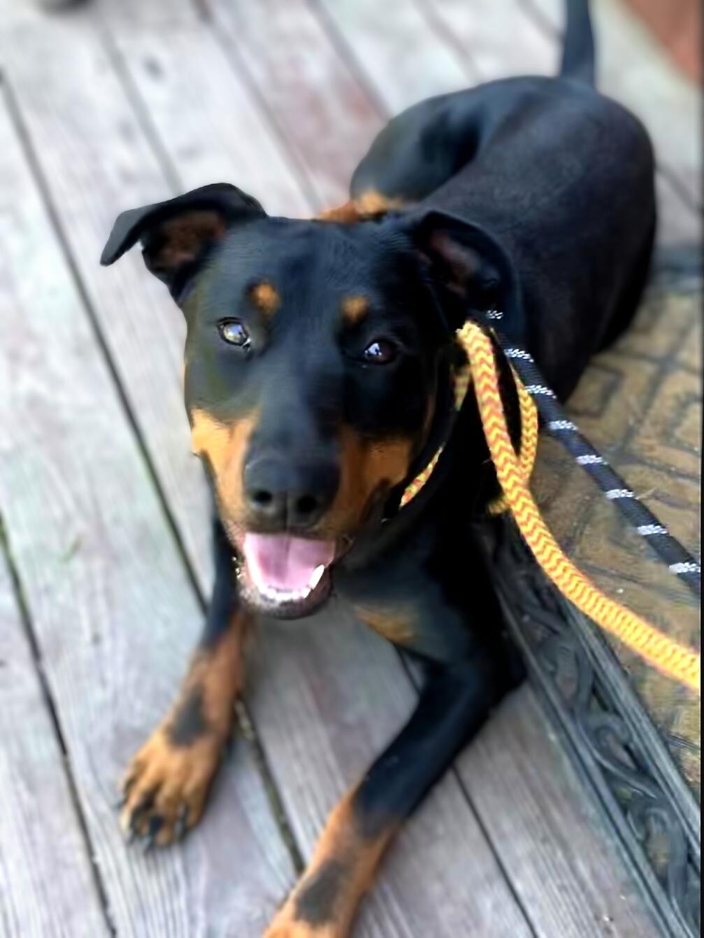 Enlarge Maggie, a Adoptable mixed breed in Rancho Palos Verdes, CA image 5/6