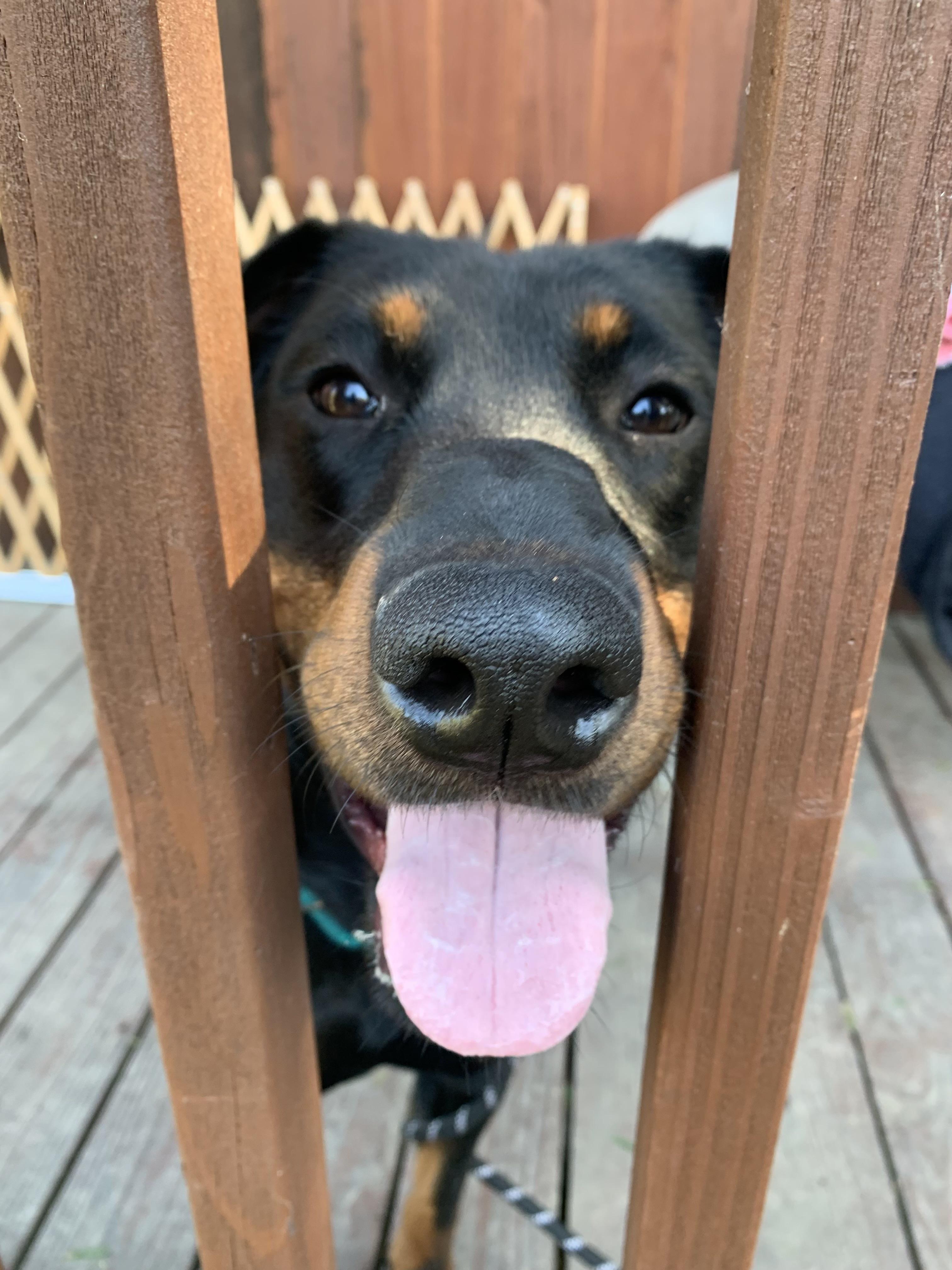 Enlarge Maggie, a Adoptable mixed breed in Rancho Palos Verdes, CA image 6/6
