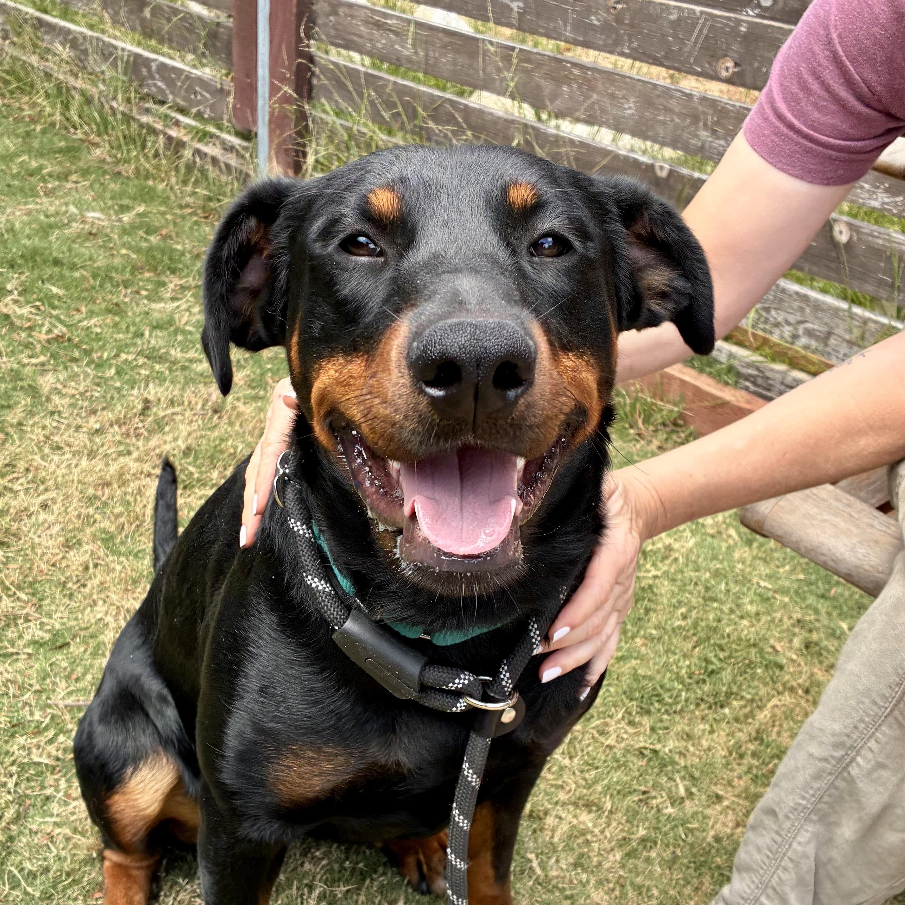 Maggie, Adoptable, Young Female Doberman Pinscher & Rottweiler.