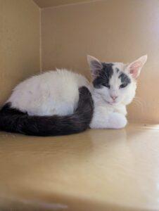 Enlarge Macy, a Adoptable Domestic Short Hair in Marion, IN image 1/1