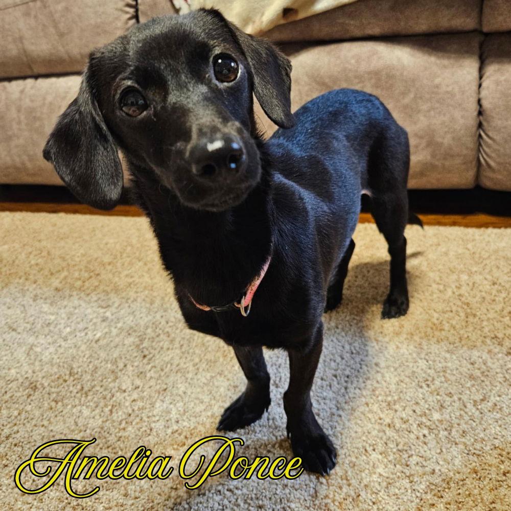 Amelia Ponce, Adopted, Adult Female Dachshund.