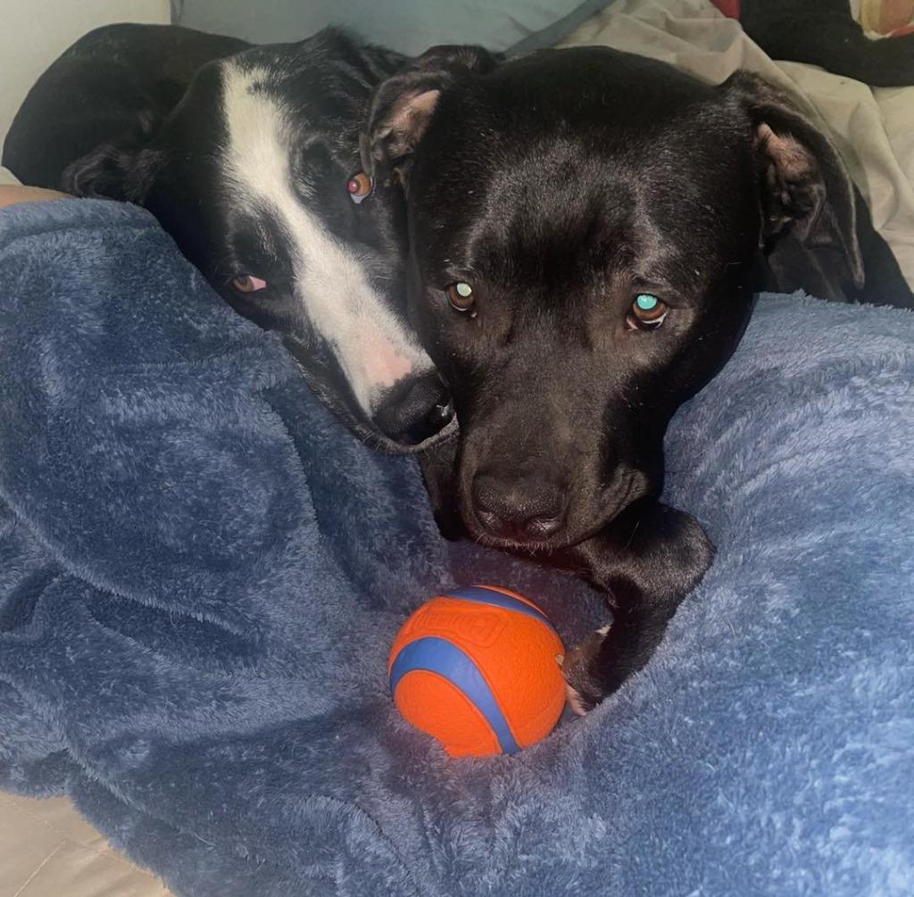 Enlarge DESMOND, a Adoptable Pit Bull Terrier in Palm City, FL image 2/5