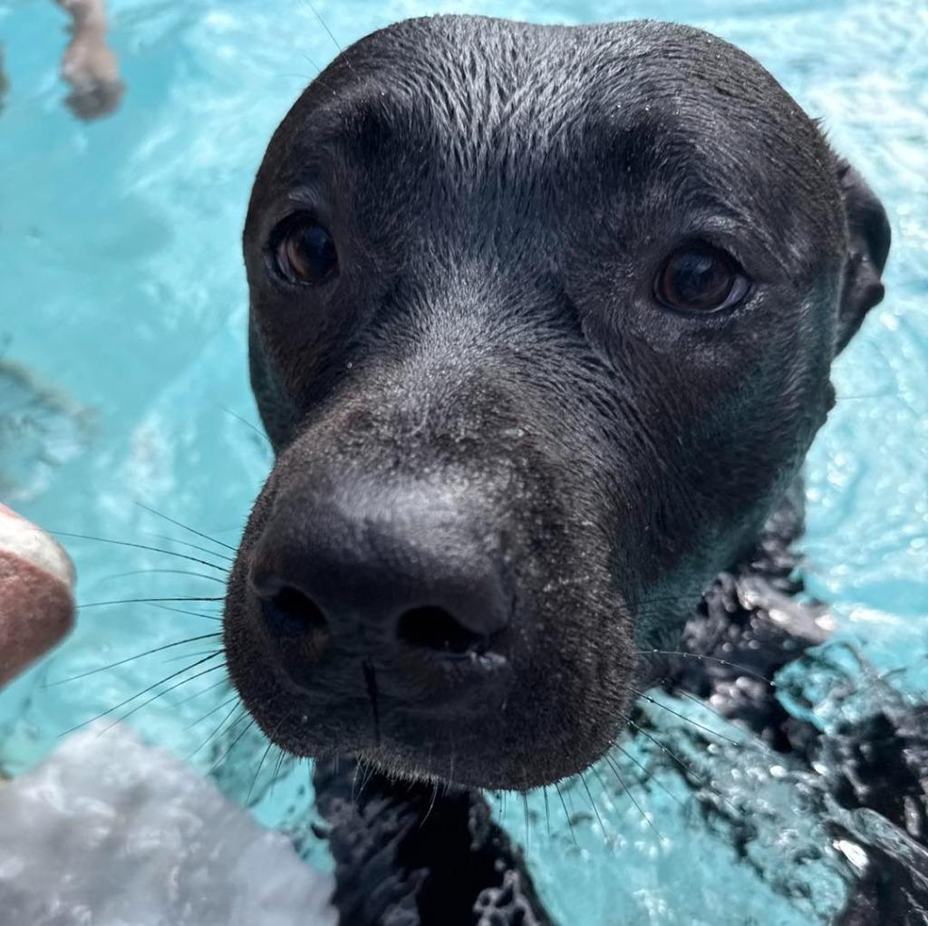 DESMOND, Adoptable, Adult Male Pit Bull Terrier.