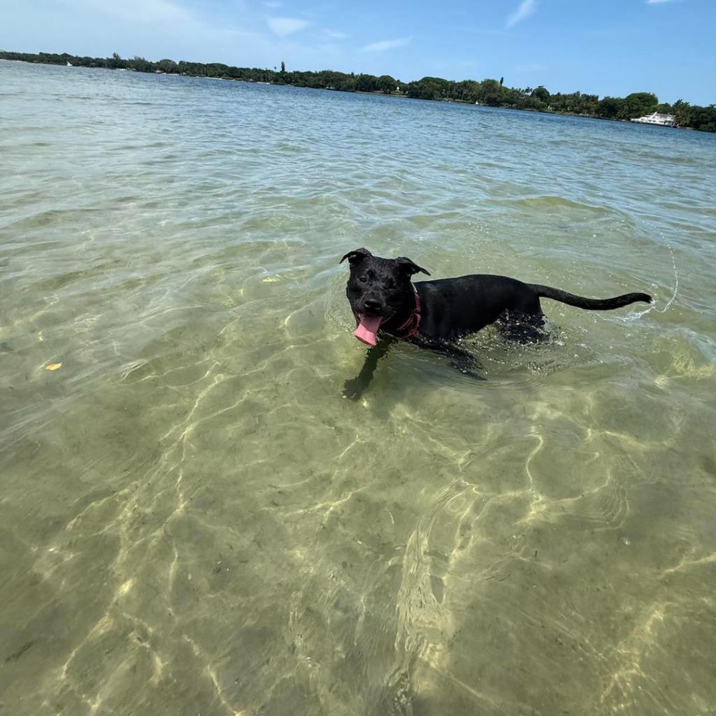 Enlarge DESMOND, a Adoptable Pit Bull Terrier in Palm City, FL image 4/5