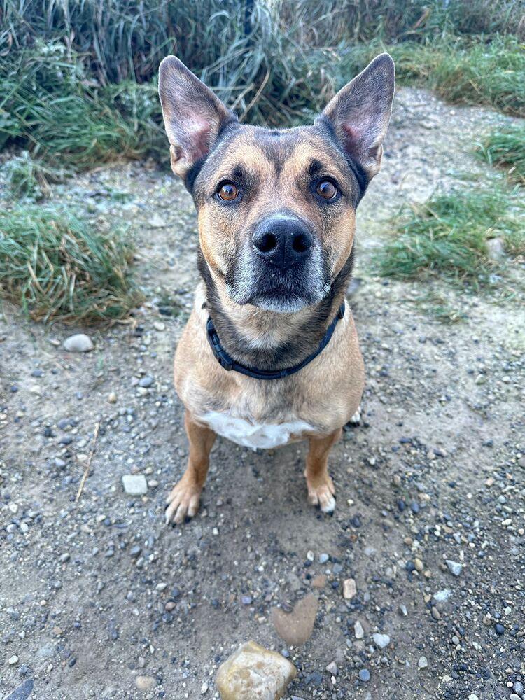Lyra, Adoptable, Adult Female Shepherd & Mixed Breed.