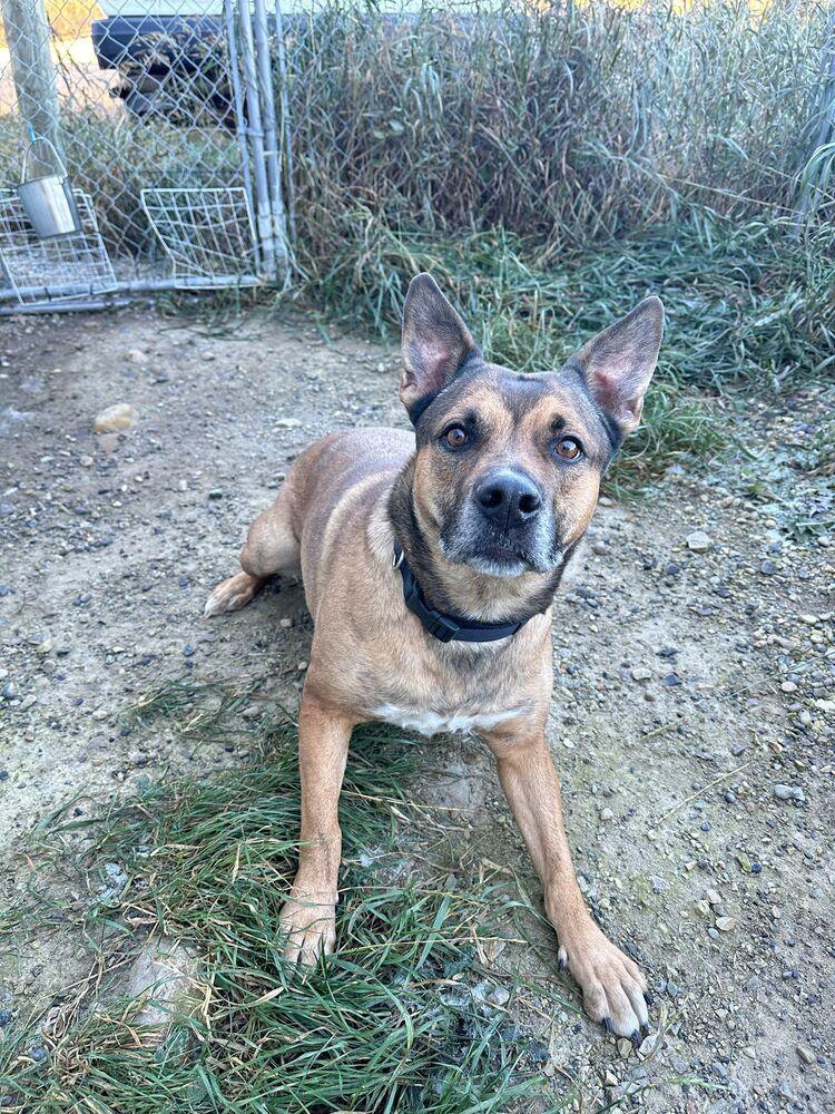 Enlarge Lyra, a Adoptable mixed breed in Calgary, AB image 2/4