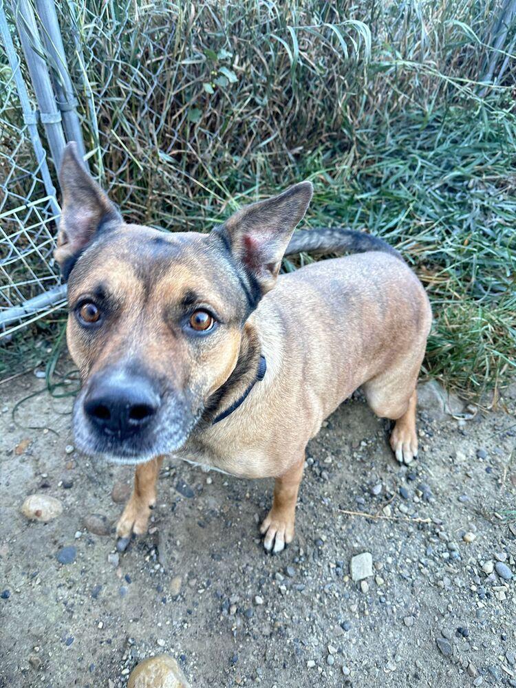 Enlarge Lyra, a Adoptable mixed breed in Calgary, AB image 3/4