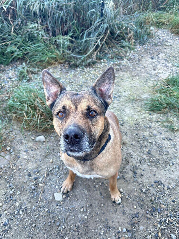 Enlarge Lyra, a Adoptable mixed breed in Calgary, AB image 4/4