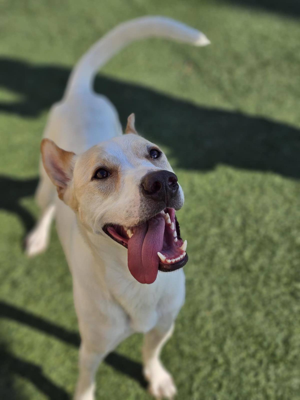 Lucky - In Foster Home, Adoptable, Adult Male Shepherd & Australian Cattle Dog / Blue Heeler.