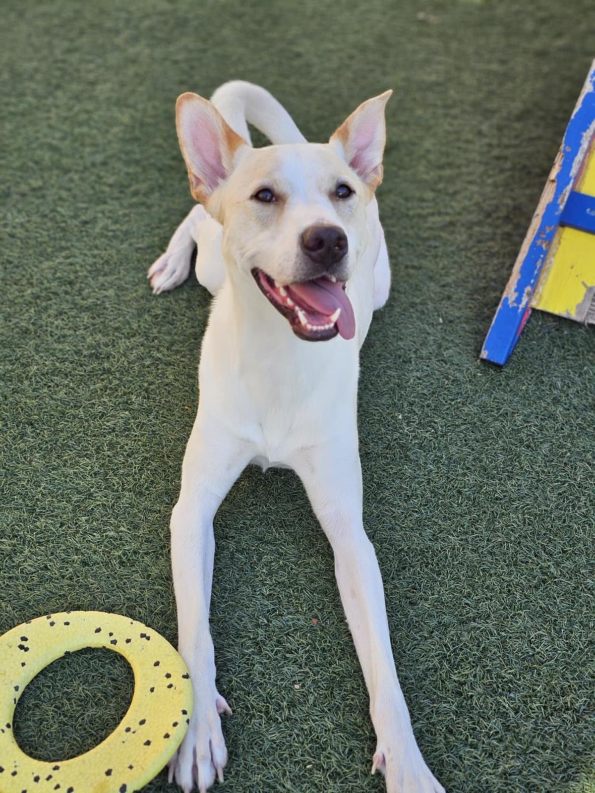 Lucky - In Foster Home, a Adoptable mixed breed in Rockwall, TX image 2/3