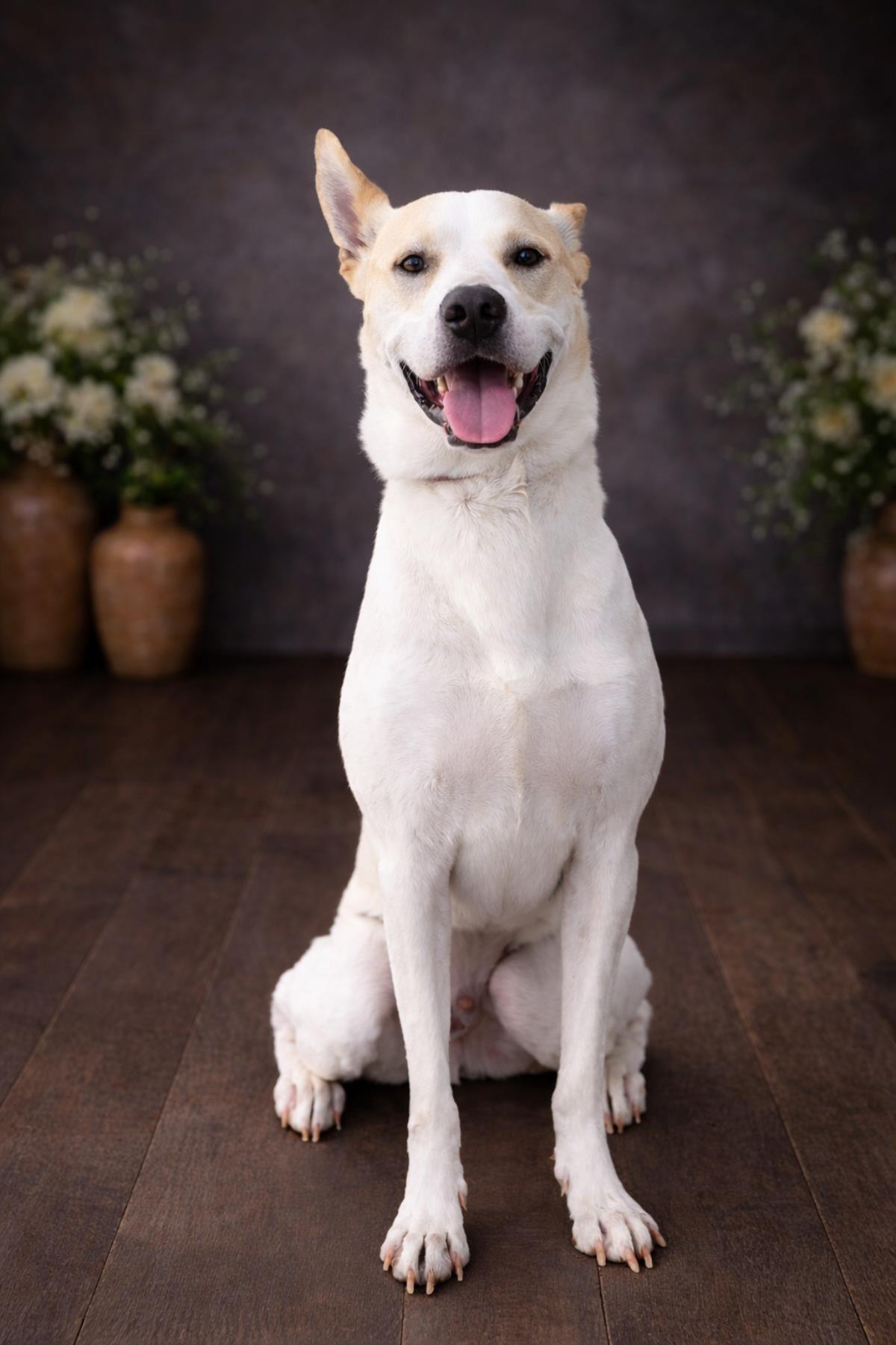 Lucky - In Foster Home, Adoptable, Adult Male Shepherd & Australian Cattle Dog / Blue Heeler.