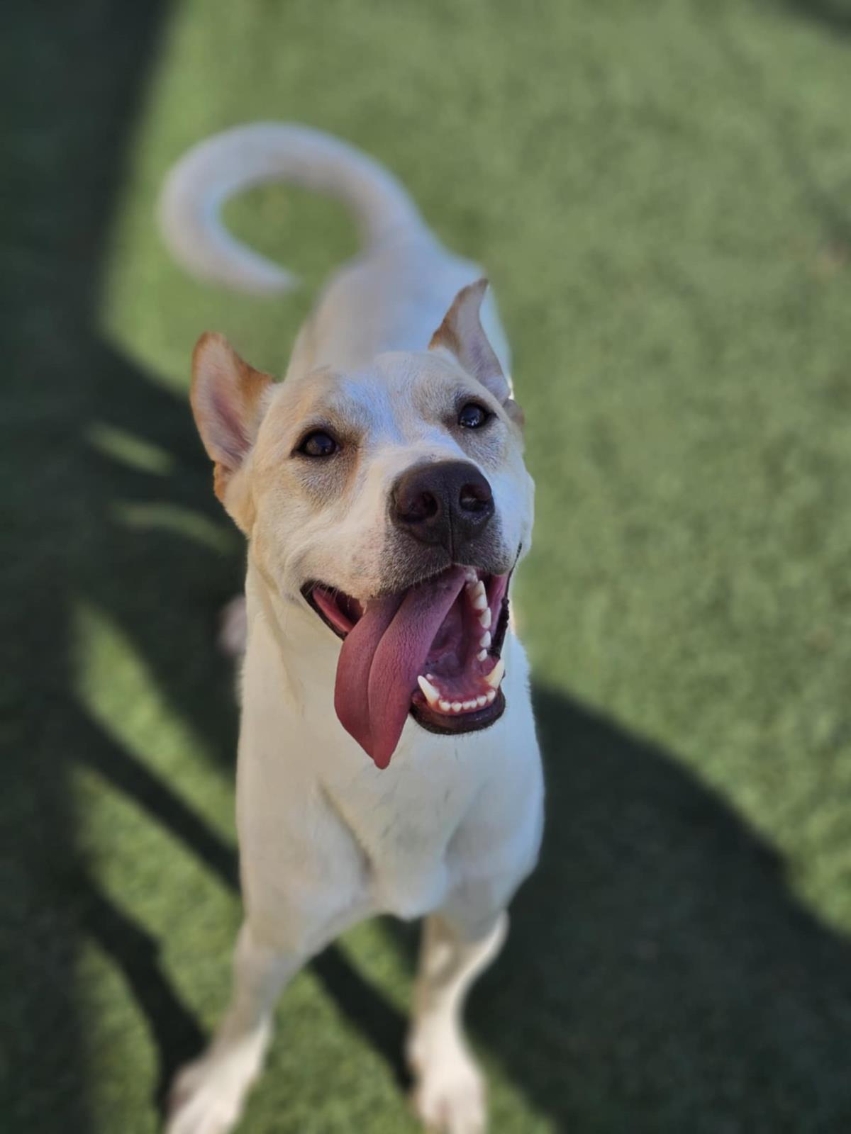 Lucky - In Foster Home, a Adoptable mixed breed in Rockwall, TX image 3/3