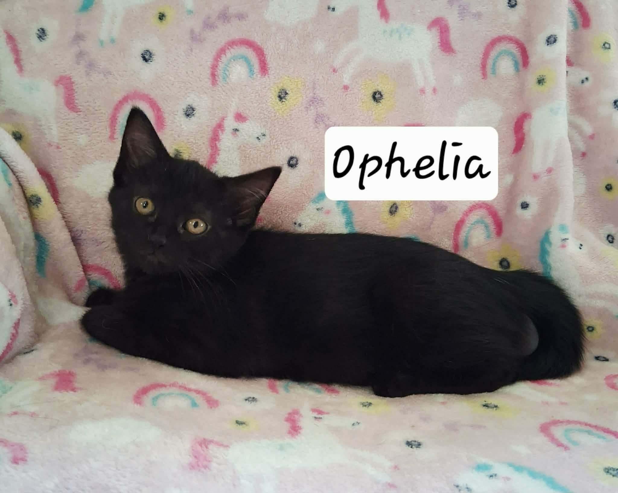 OPHELIA AND OPALITE (CAN BE ADOPTED SEPERATELY), ADOPTABLE, Young Female Domestic Short Hair.