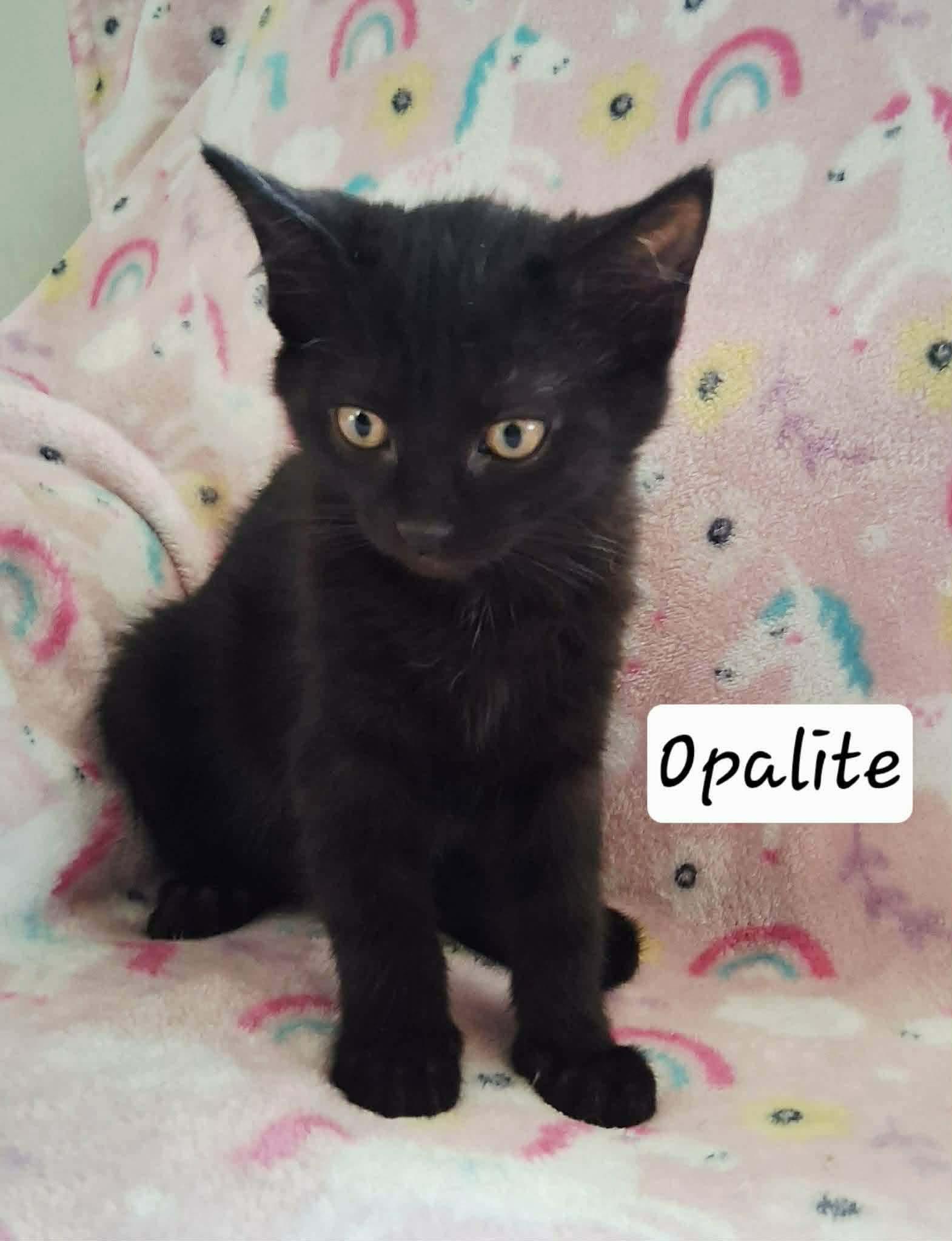 Enlarge OPHELIA AND OPALITE (CAN BE ADOPTED SEPERATELY), a ADOPTABLE Domestic Short Hair in Reno, NV image 2/2