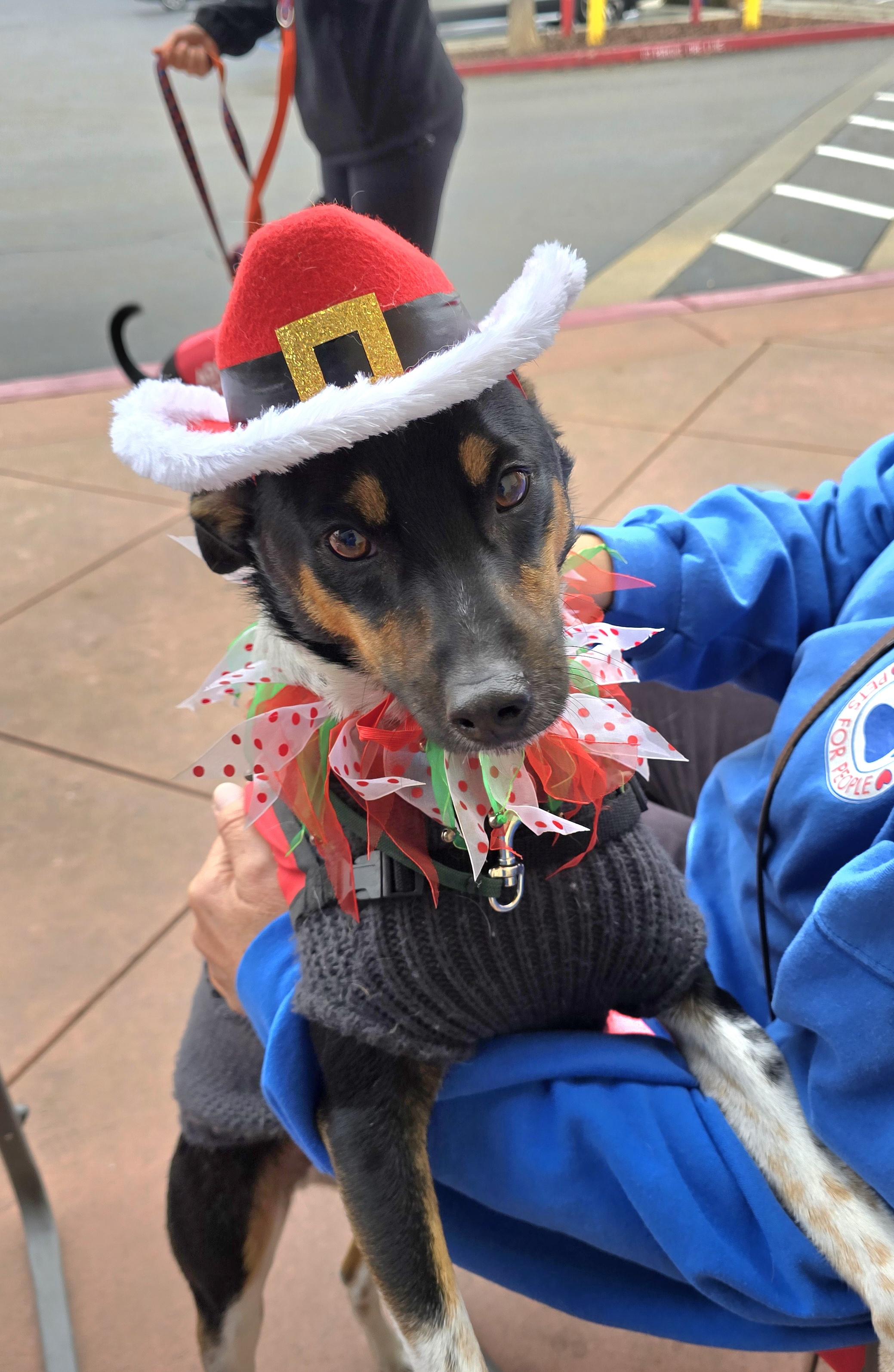 Enlarge Diego, a Adoptable Rat Terrier in Tracy, CA image 2/6