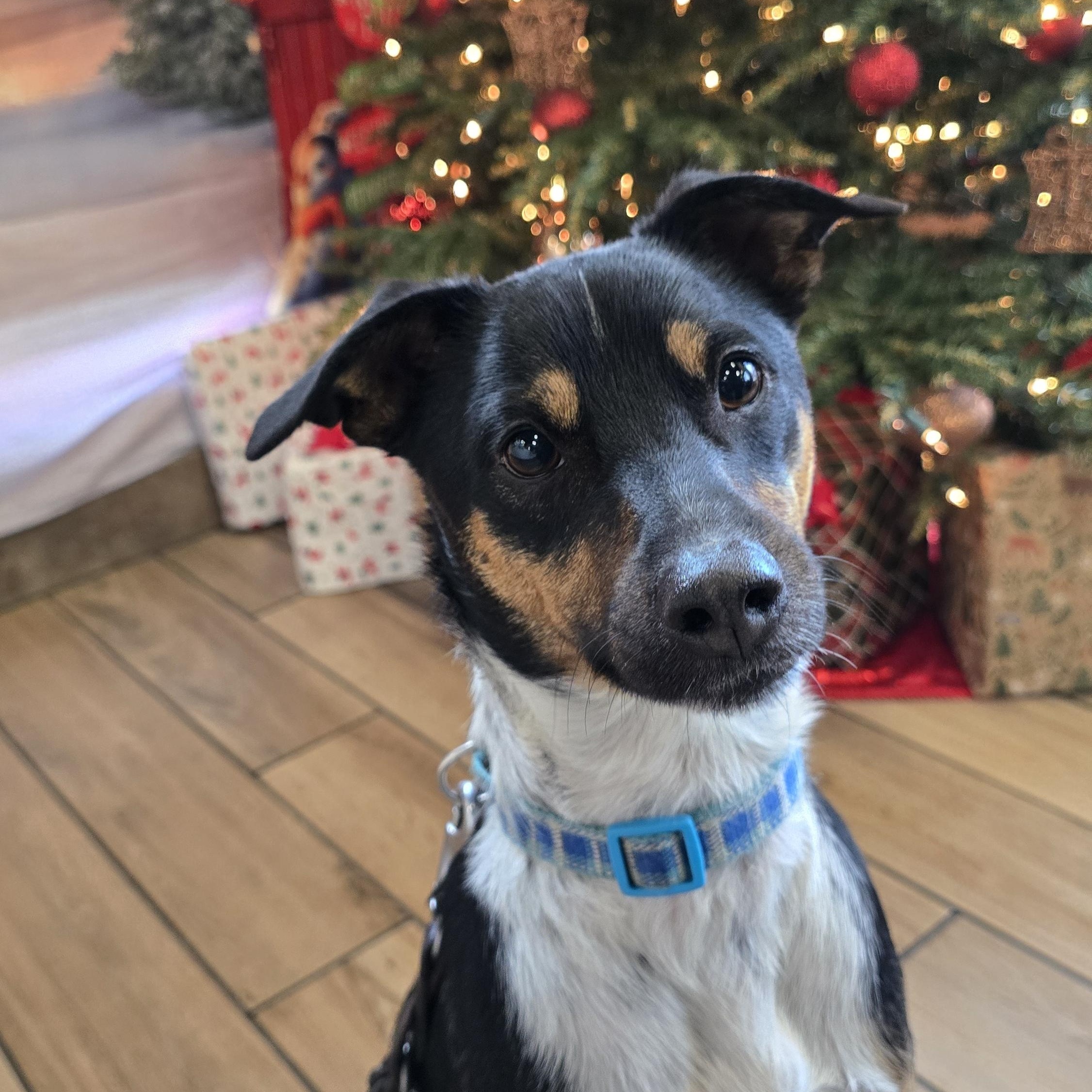 Enlarge Diego, a Adoptable Rat Terrier in Tracy, CA image 1/6