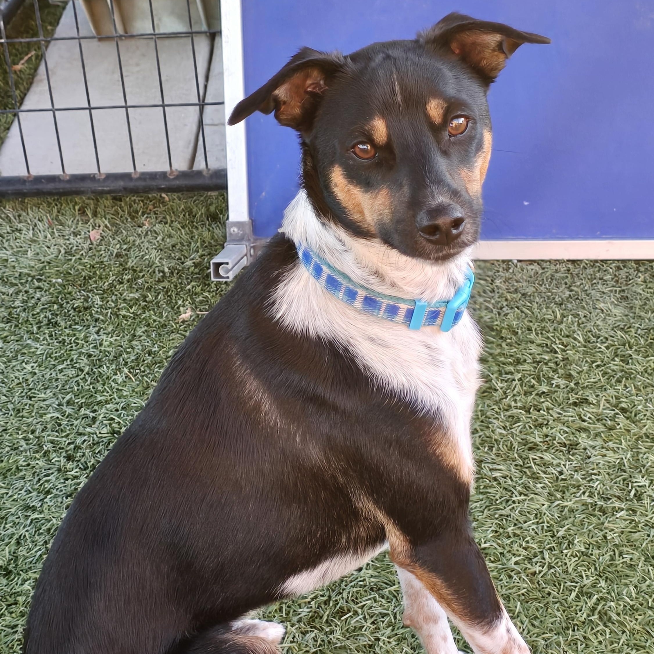 Diego, a Adoptable Rat Terrier in Tracy, CA image 2/5