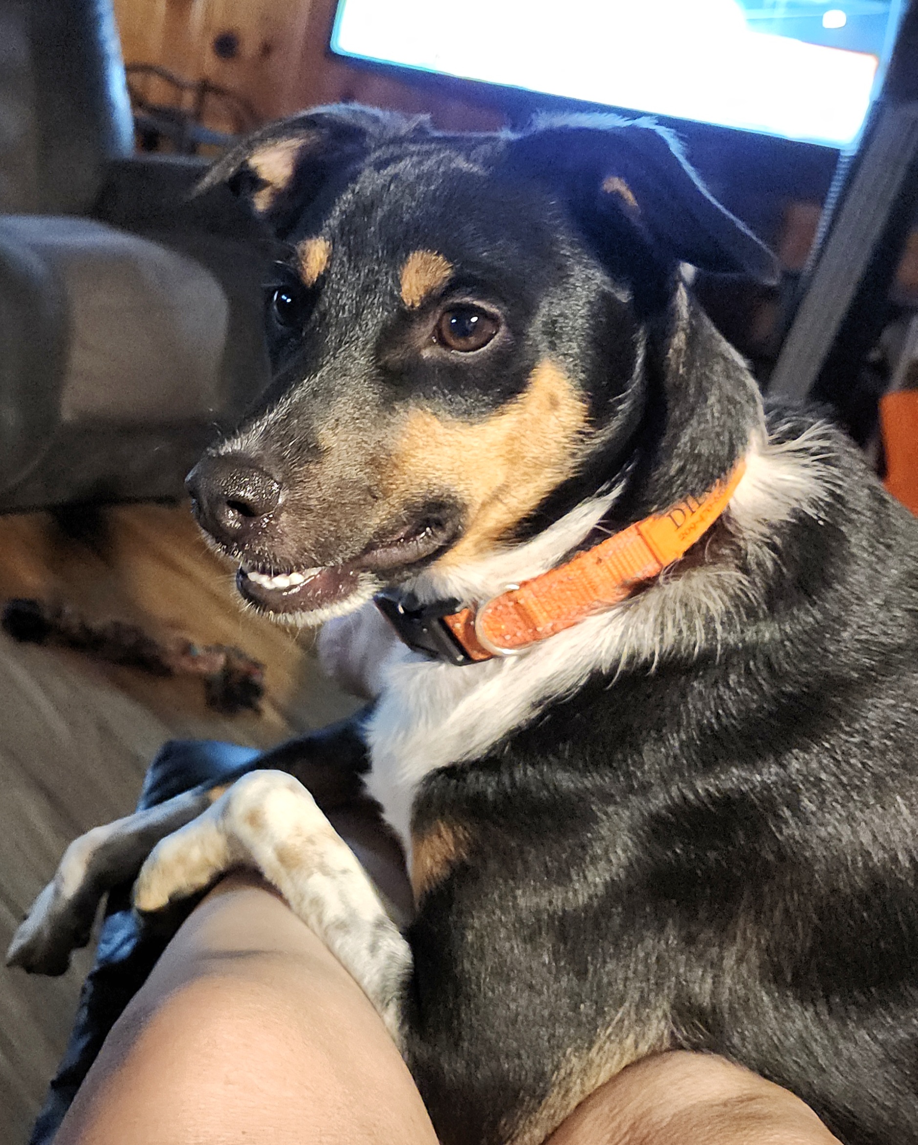 Diego, a Adoptable Rat Terrier in Tracy, CA image 5/5