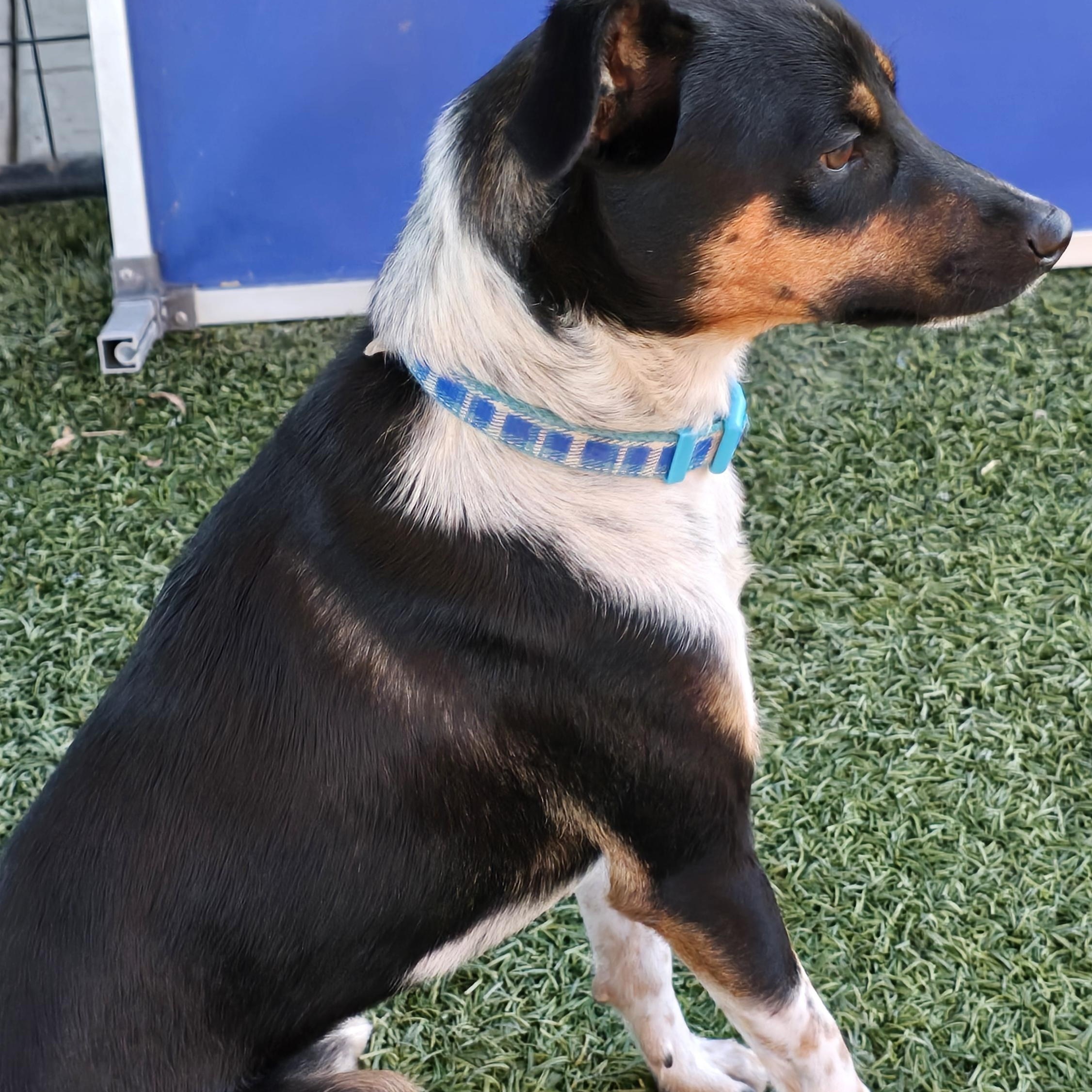 Diego, a Adoptable Rat Terrier in Tracy, CA image 4/5