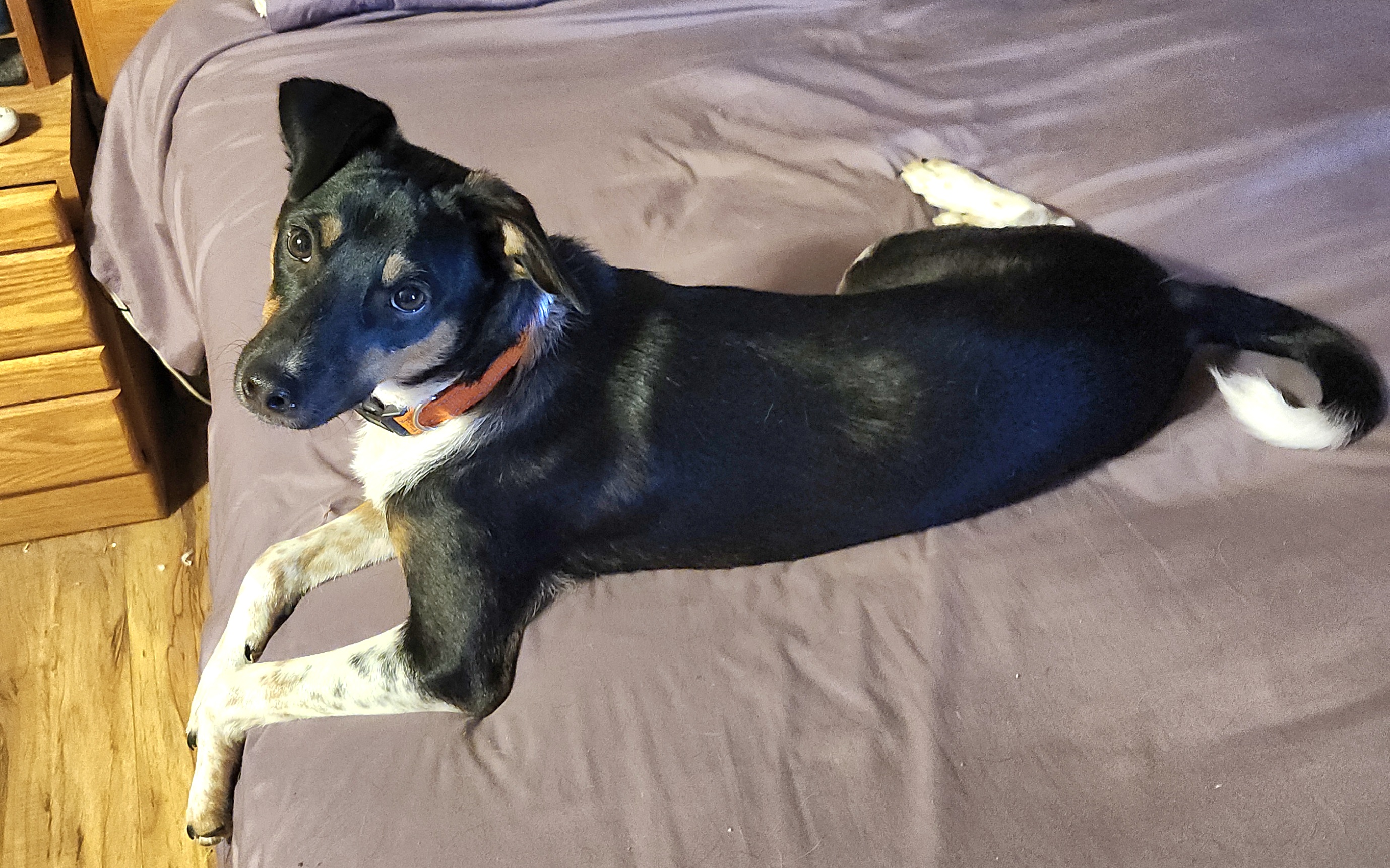 Diego, a Adoptable Rat Terrier in Tracy, CA image 1/5