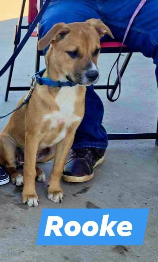 Lol-P-25 Lyla, an adoptable Mixed Breed in Billings, MT, 59101 | Photo Image 1