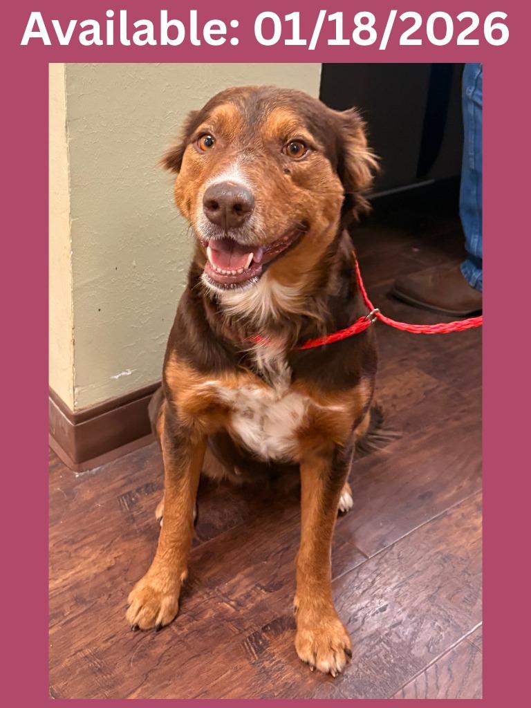 Dog Kennel #13, Adoptable, Young Female Australian Cattle Dog / Blue Heeler & Shepherd.