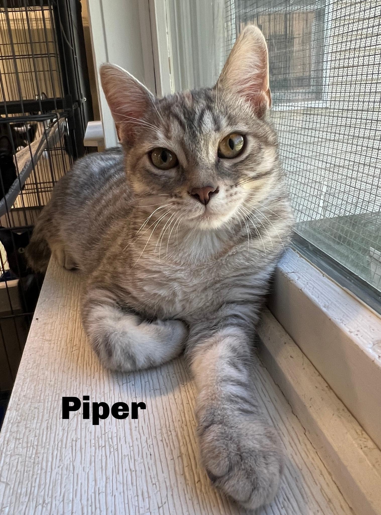 Piper, Adoptable, Adult Female Domestic Short Hair.