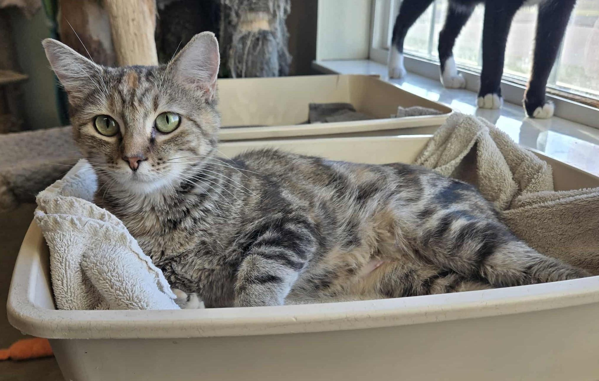 April, an adoptable Domestic Short Hair in Larned, KS, 67550 | Photo Image 2