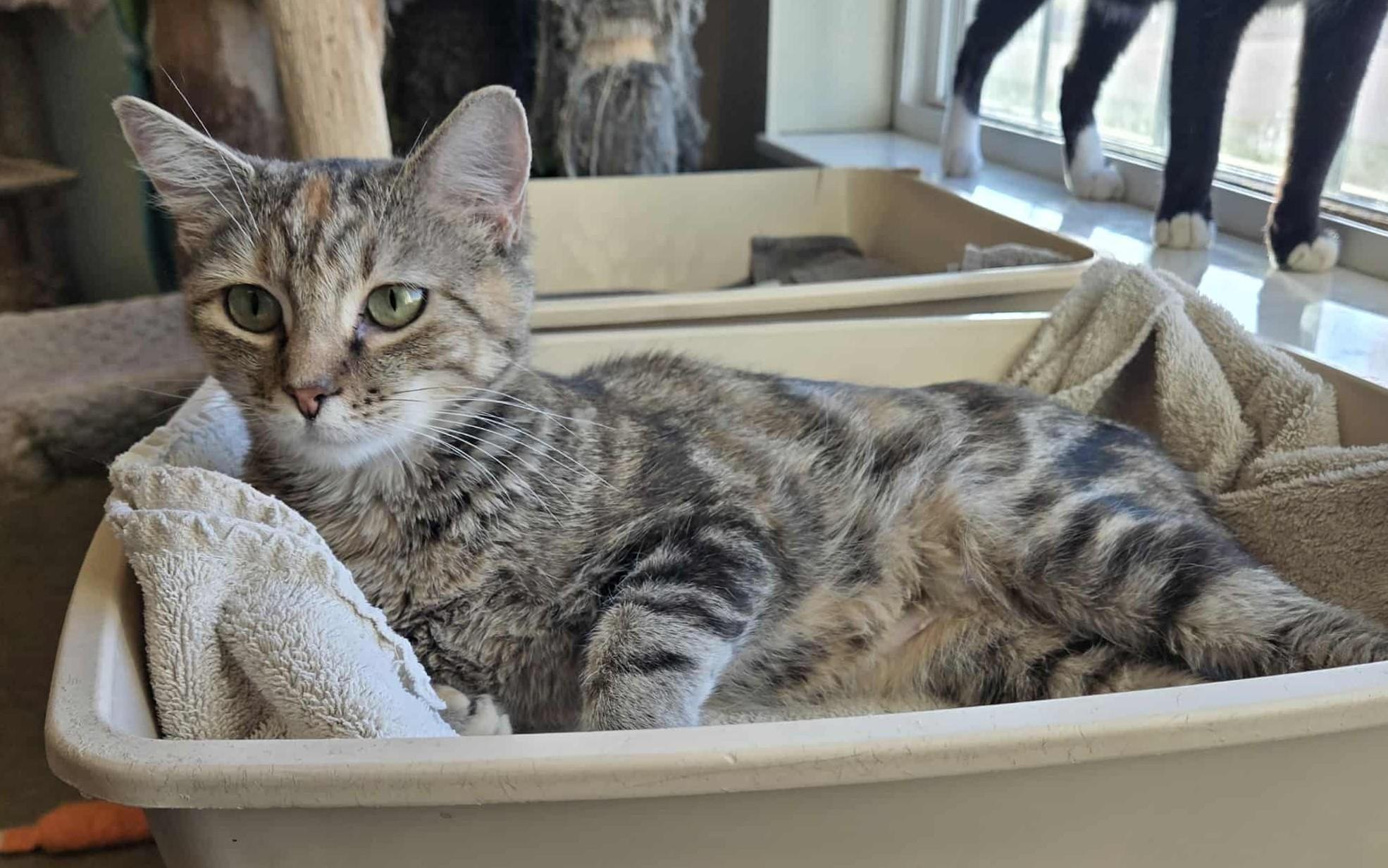 April, an adoptable Domestic Short Hair in Larned, KS, 67550 | Photo Image 1