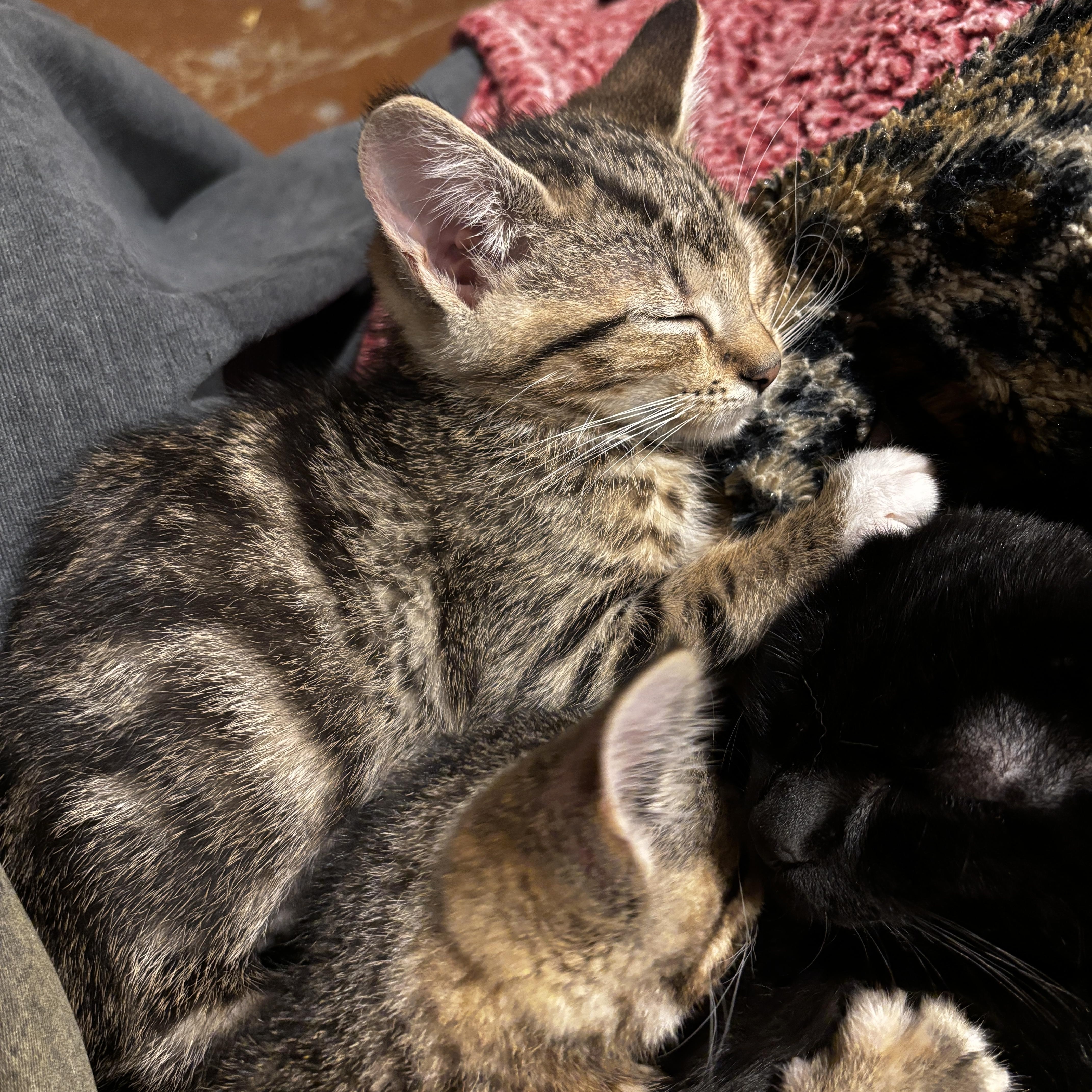 Enlarge Daisy, a ADOPTABLE Domestic Short Hair in Portland, OR image 2/3
