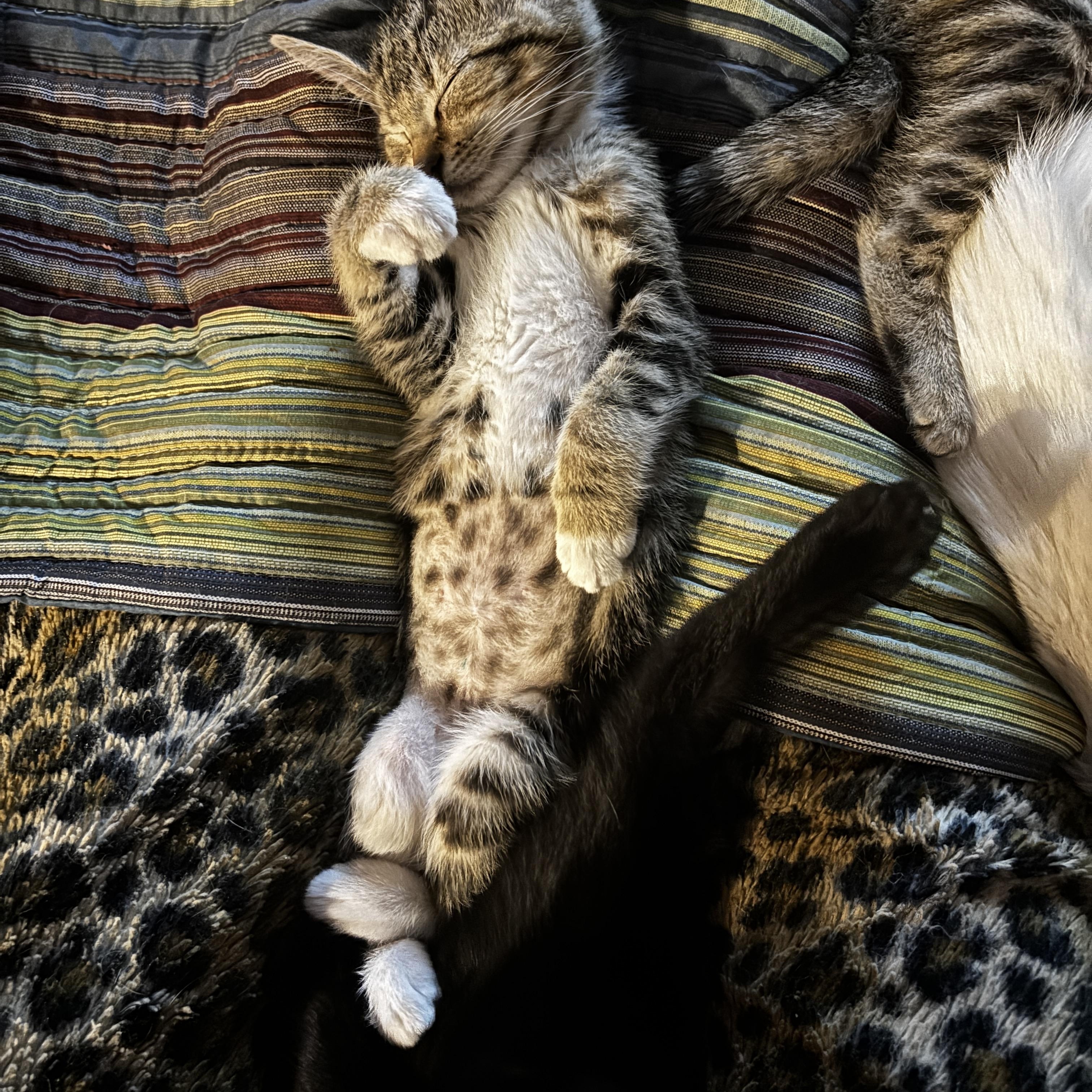 Enlarge Daisy, a ADOPTABLE Domestic Short Hair in Portland, OR image 3/3