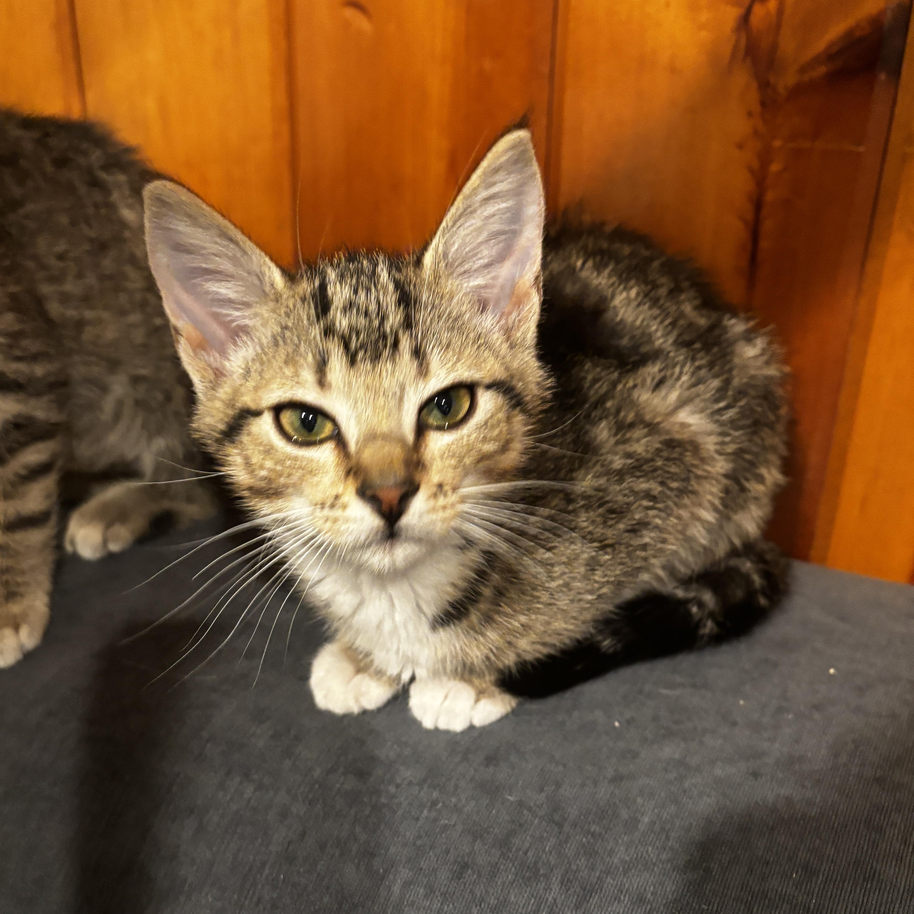 Daisy, ADOPTABLE, Kitten Female Domestic Short Hair.
