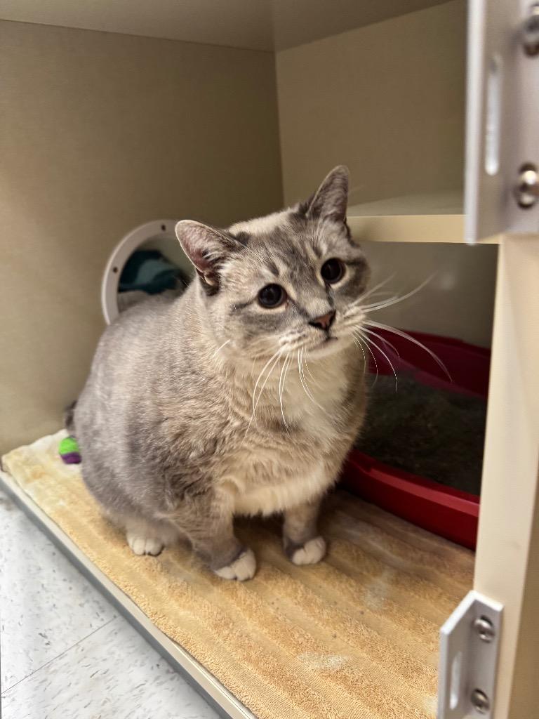 Saffron, a Adoptable mixed breed in Winnipeg, MB image 1/2