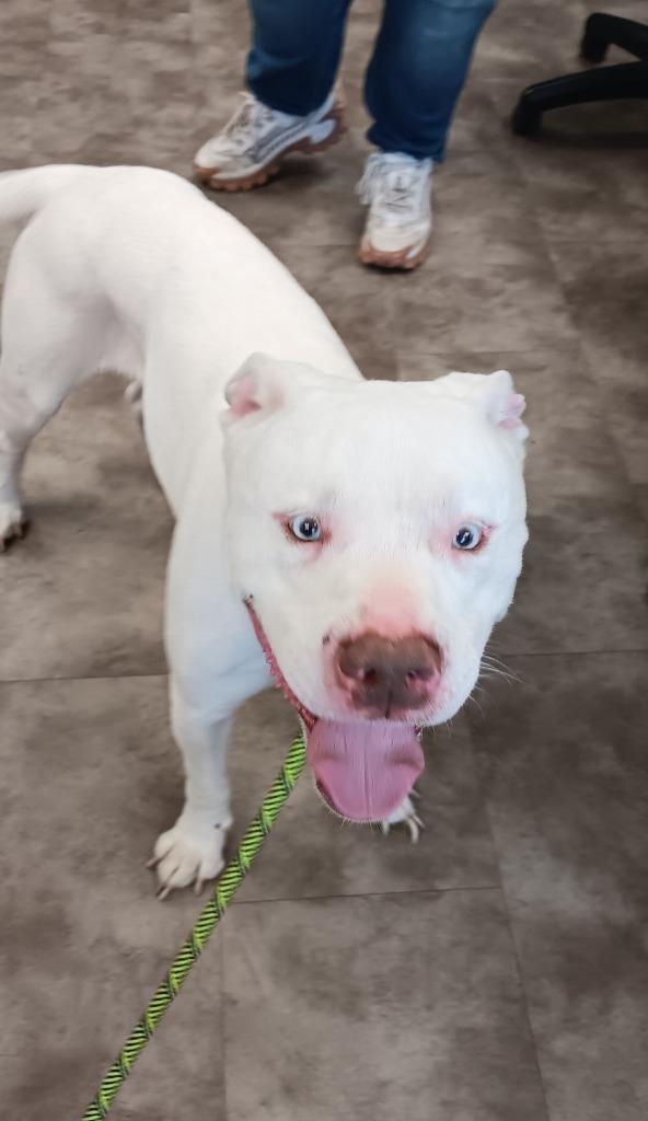 Dozer, Adoptable, Adult Male American Bulldog & Pit Bull Terrier.