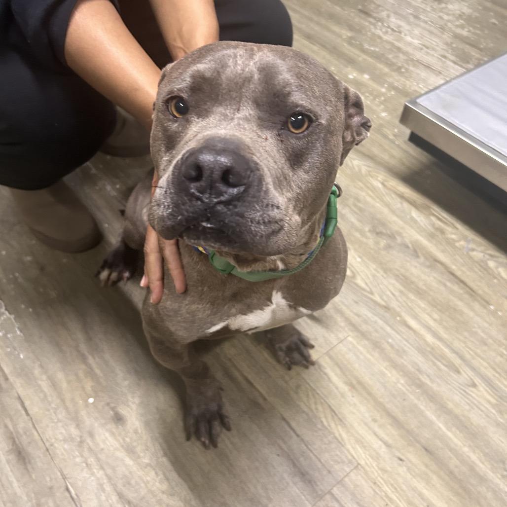 Handsome @ Foster, Adoptable, Adult Male Mixed Breed.