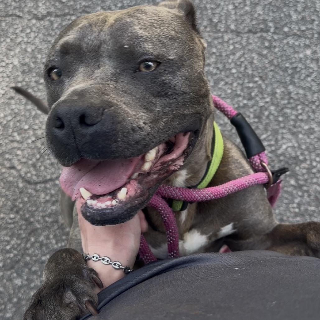 Enlarge Handsome @ Foster, a Adoptable Mixed Breed in Summerville, SC image 2/6