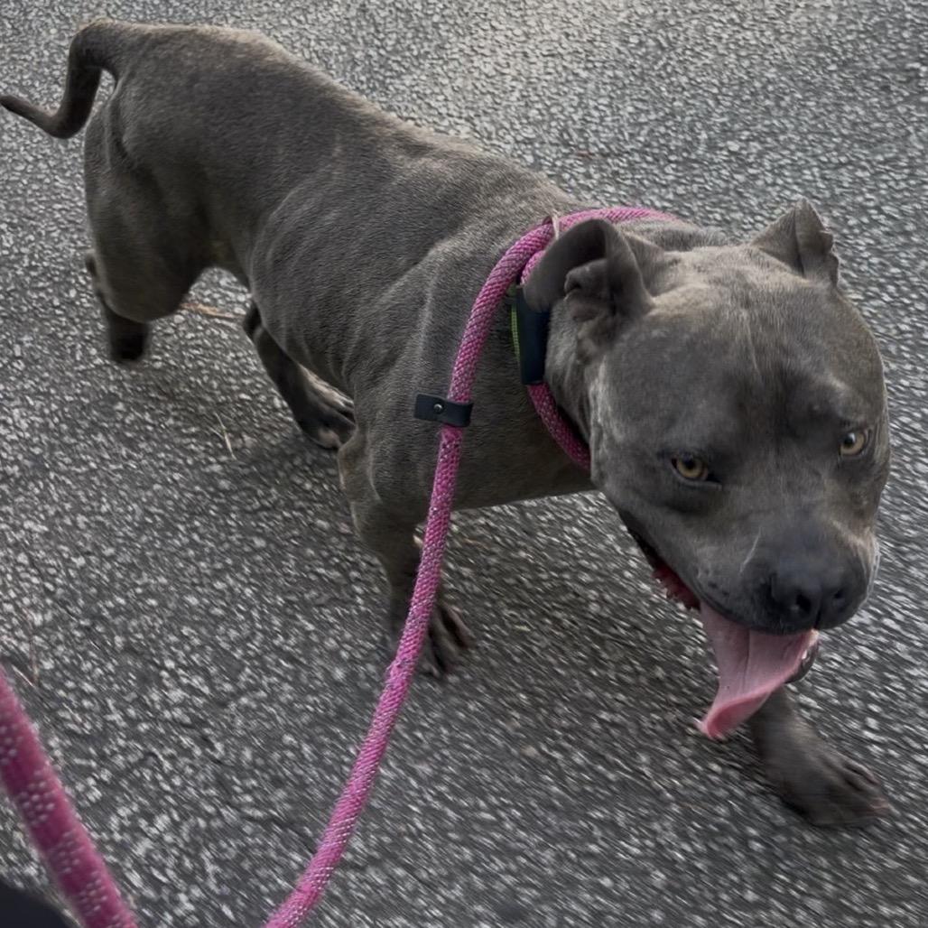 Enlarge Handsome @ Foster, a Adoptable Mixed Breed in Summerville, SC image 3/6