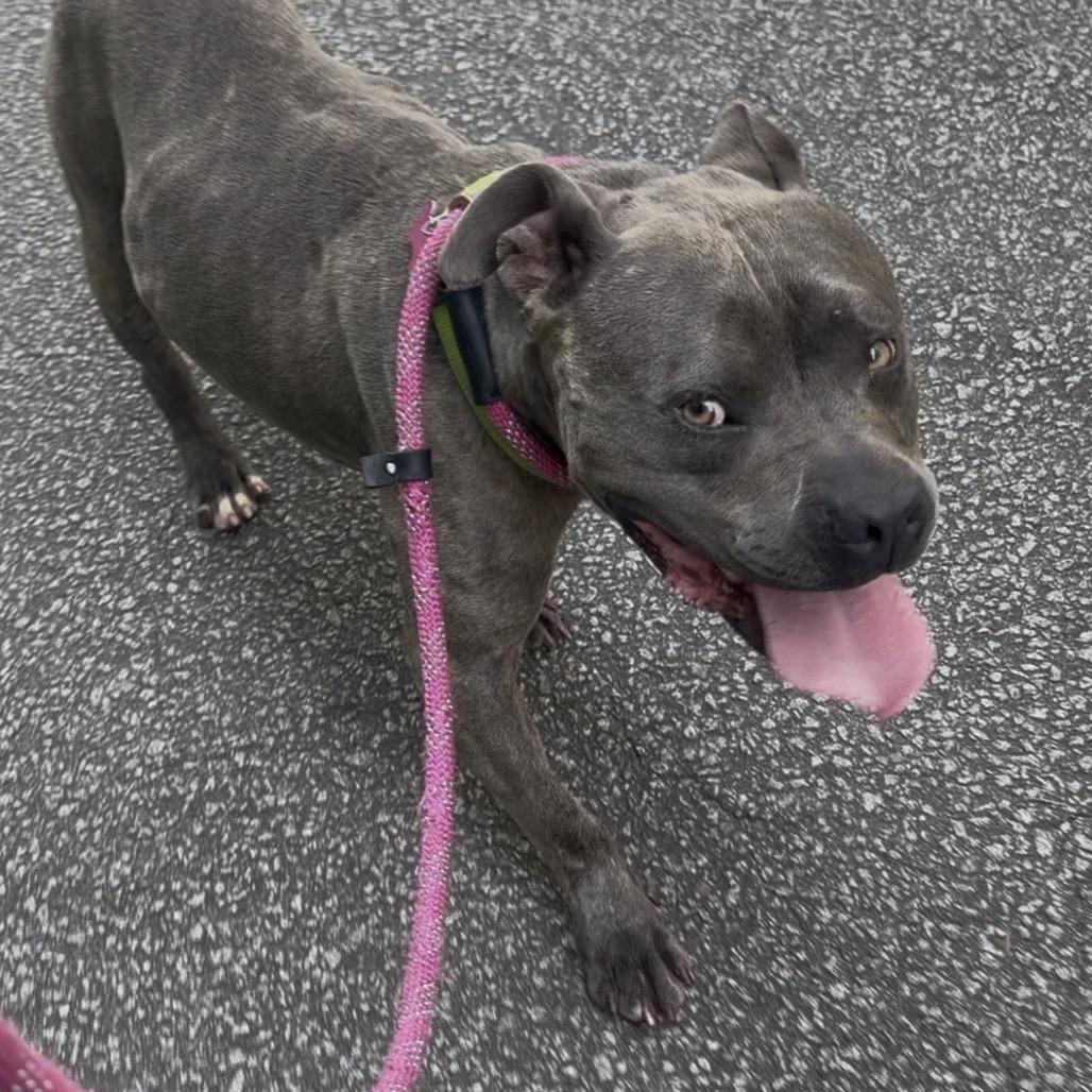 Enlarge Handsome @ Foster, a Adoptable Mixed Breed in Summerville, SC image 4/6