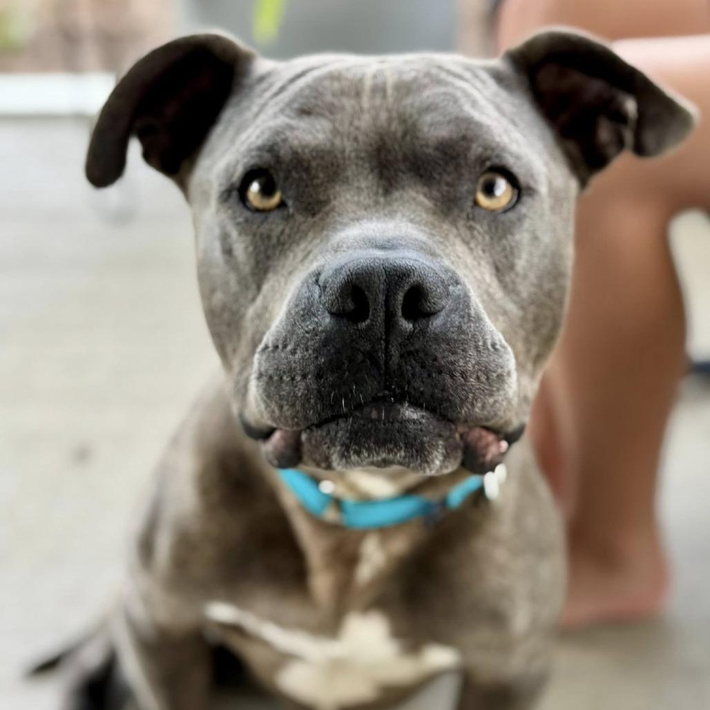 Enlarge Handsome @ Foster, a Adoptable Mixed Breed in Summerville, SC image 5/6