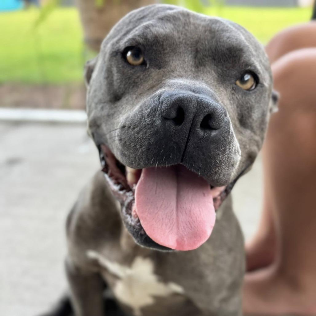 Enlarge Handsome @ Foster, a Adoptable Mixed Breed in Summerville, SC image 6/6