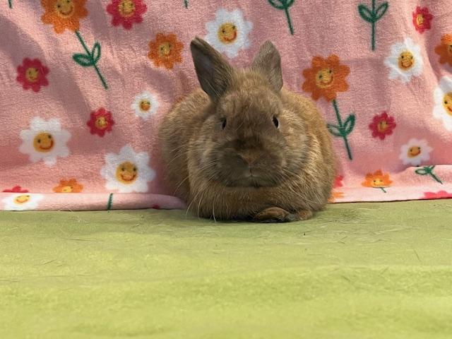 Rebel, adoptable, Young Male Dwarf.