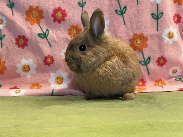 Rebel, an adoptable Dwarf in Erie, PA image 2/4