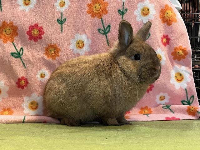 Rebel, an adoptable Dwarf in Erie, PA image 3/4