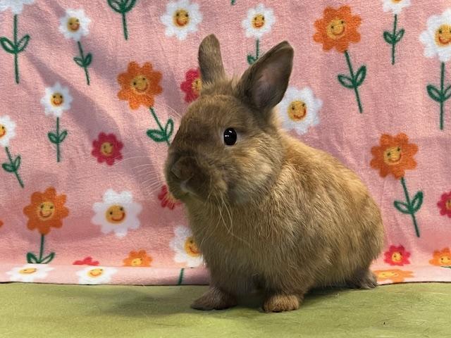 Rebel, an adoptable Dwarf in Erie, PA image 4/4